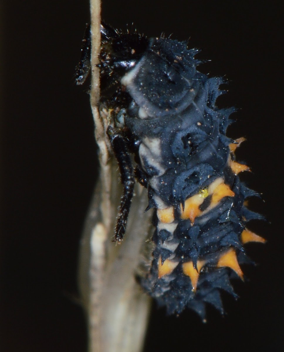 Common Spotted Ladybeetle (Instar)