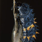 Common Spotted Ladybeetle (Instar)