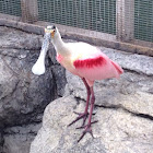 Roseate Spoonbill