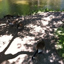 Canadian Geese