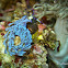 Blue Dragon Nudibranch, Serpent Pteraeolida