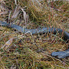 Tiger snake (Tasmanian)
