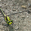 Dragonfly Sp.