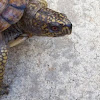 Ornate/Gulf coast box turtle hybrid