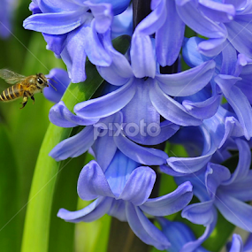 Hyacinthus Orientalis by Leka Huie - Flowers Flower Gardens