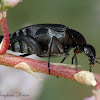 Tumbling Flower Beetle