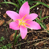 Rain lily, pink rain lily, rosepink zephyr lily