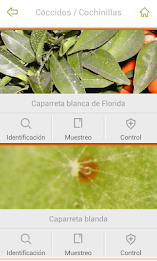 gipcitricos Ivia poster 4