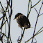 Zitting Cisticola; Buitrón