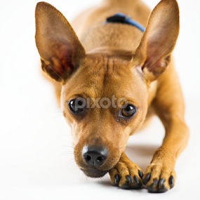 Joey by Larry Glick - Animals - Dogs Portraits