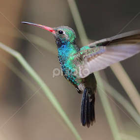 Broad-billed Hummingbird by Terry Sohl - Animals Birds