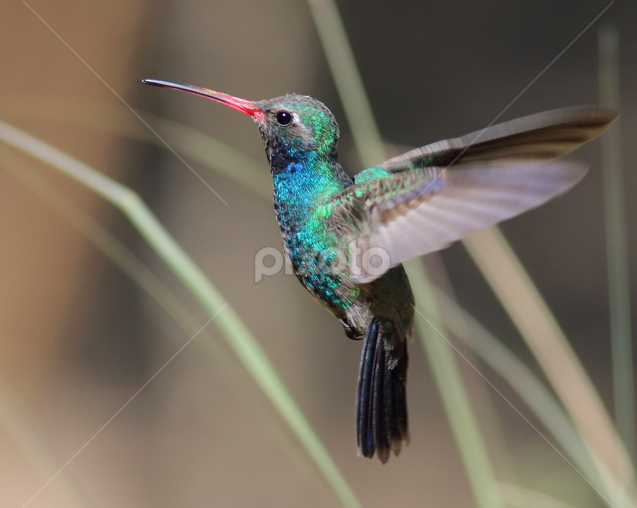 Broad-billed Hummingbird by Terry Sohl - Animals Birds