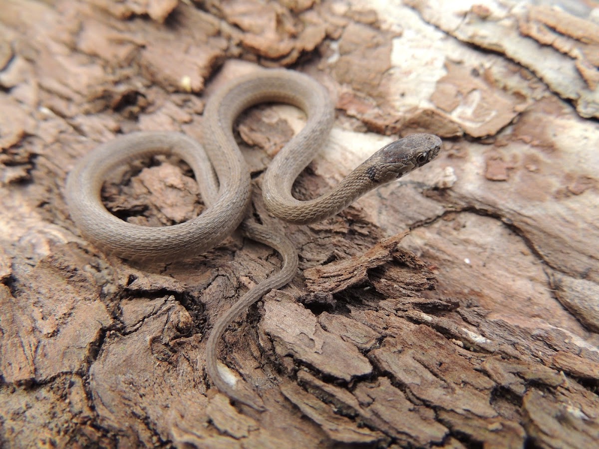 Texas brown snake