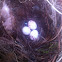 Carolina Wren eggs
