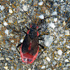 Red Shouldered Bug( Adult)