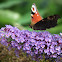 Peacock butterfly