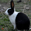 Asian Rabbit