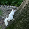 White (Albino) Squirrel