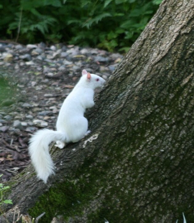 White (Albino) Squirrel