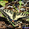 Old World Swallowtail