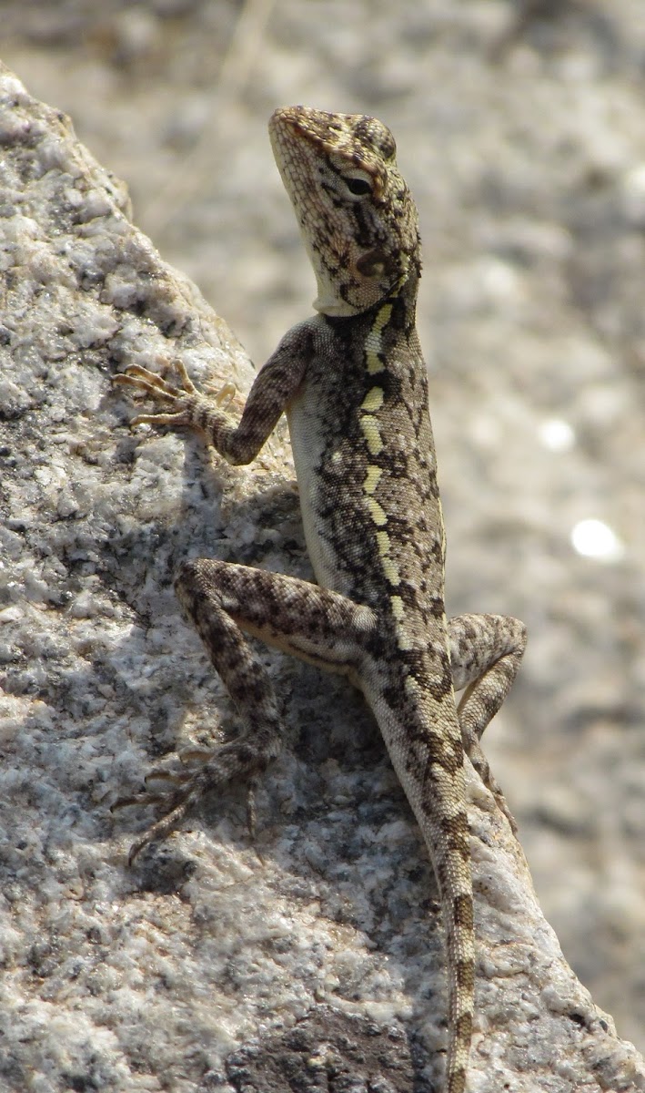 South Indian rock agama