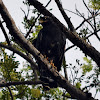 Mangrove Black-Hawk or Common Black-Hawk