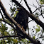 Mangrove Black-Hawk or Common Black-Hawk