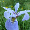 Larger Blue-Flag Iris versicolore