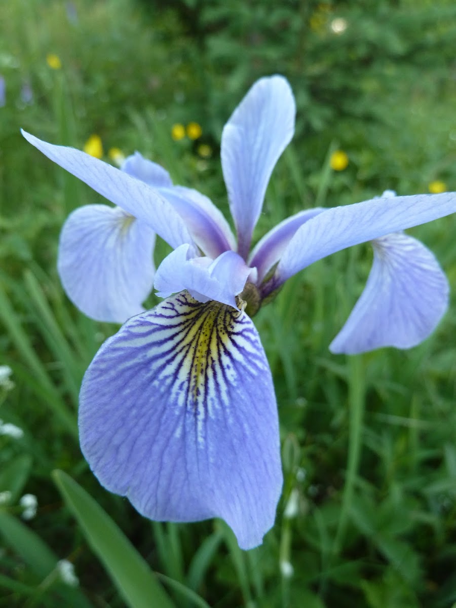 Larger Blue-Flag Iris versicolore