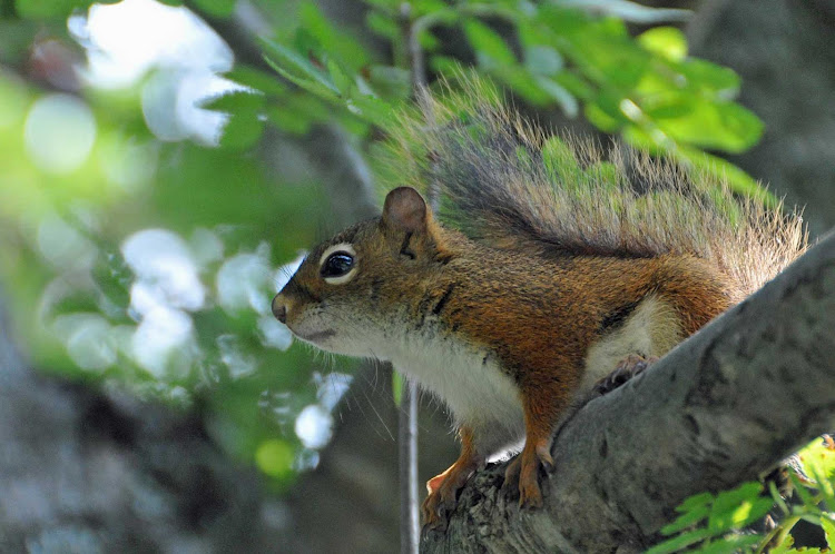 A squirrel in Halifax, Nova Scotia.