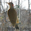 Northern Flicker