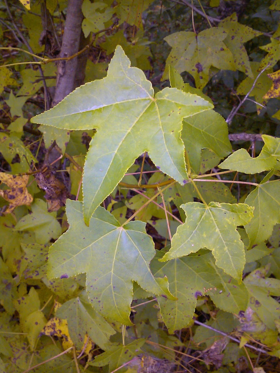 5 point leaf Project Noah