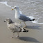 European Herring Gull