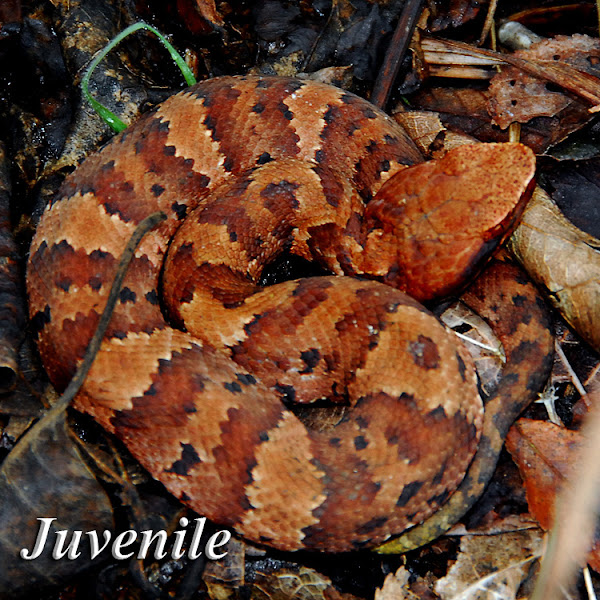 Cottonmouth Water Moccasin Project Noah