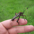 Tantarria (giant mesquite bug)