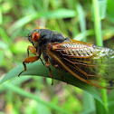 Periodical cicada