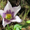 Seaside Gentian