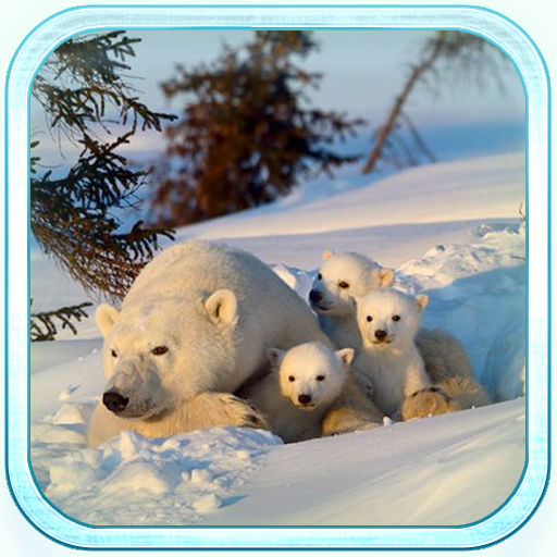 Winter Pet live wallpaper LOGO-APP點子