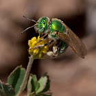 Metallic sweat bee (female)