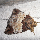 terrific moth