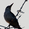 Woodland Kingfisher