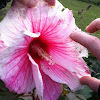 Huge pink hibiscus 