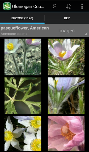 【免費生活App】1550 Wisconsin Wildflowers-APP點子