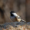 Black-capped Chickadee