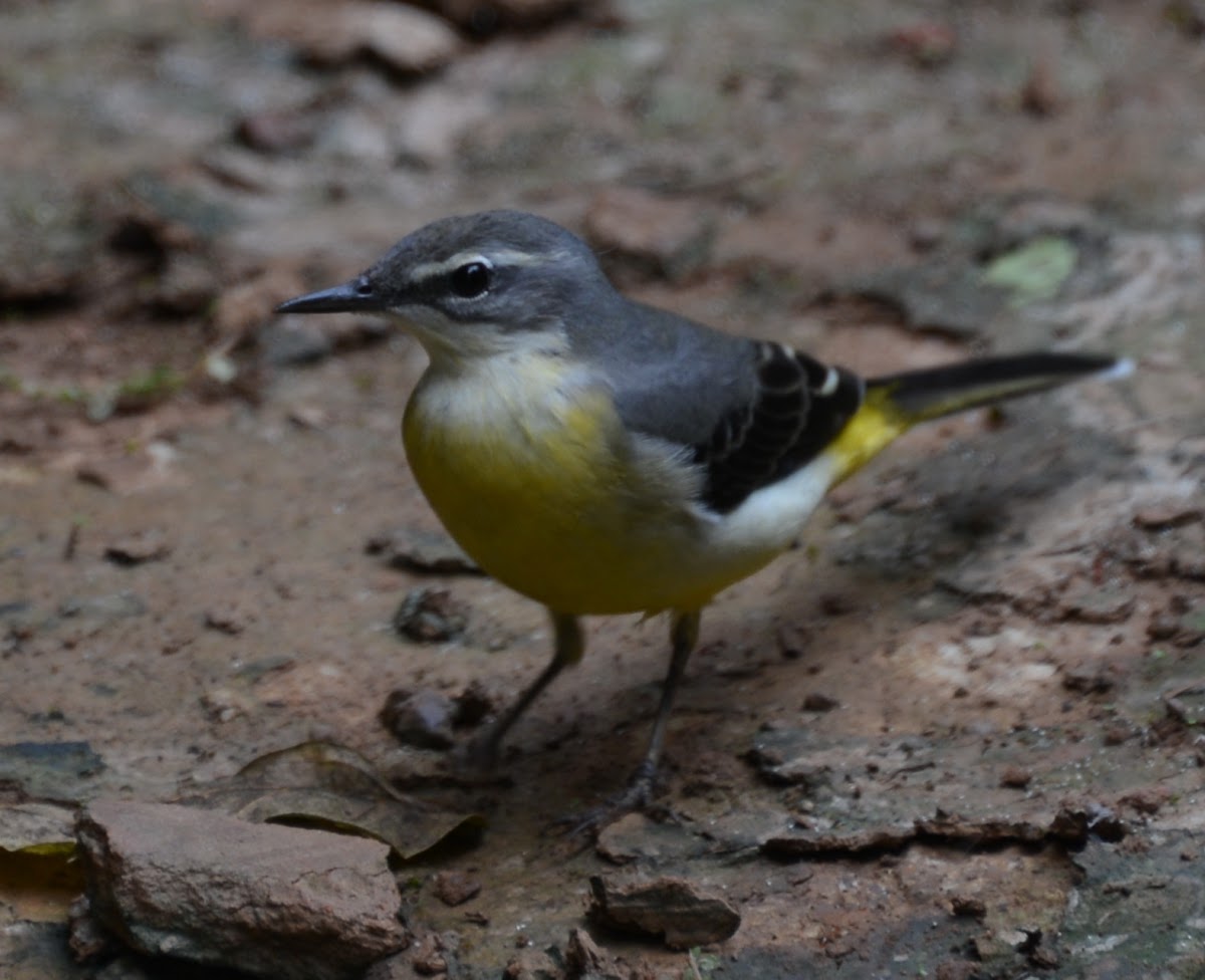 Yellow wag tail