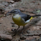 Yellow wag tail