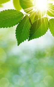 Terbaru 21+ Animasi Daun Hijau