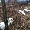 Snow geese