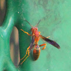 Polistes Exclamans (Paper Wasp)