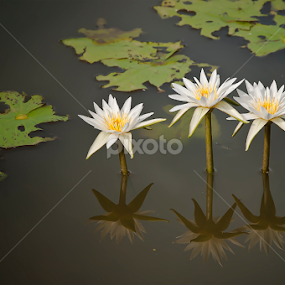 by Ian Reducer - Flowers Flowers in the Wild